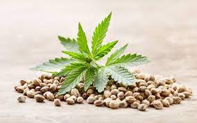 Growing Cannabis Seeds in the UK's Summer Season.