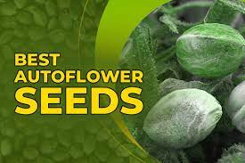  Auto Cannabis Seeds: Our Top Sellers at Discount Cannabis Seeds