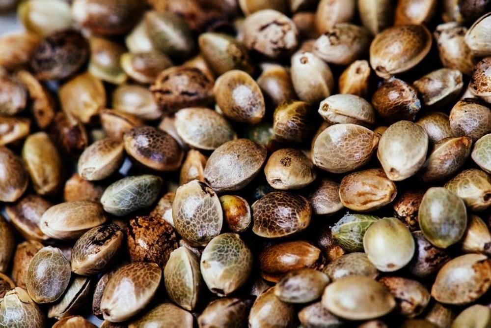 Your Guide to Buying Cannabis Seeds in the UK: Tips, Regulations, and Best Practices.