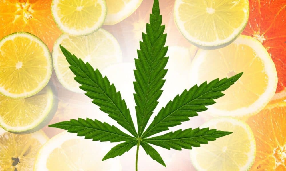 Cannabis Seeds - The Citrus Strains by Discount Cannabis Seeds.