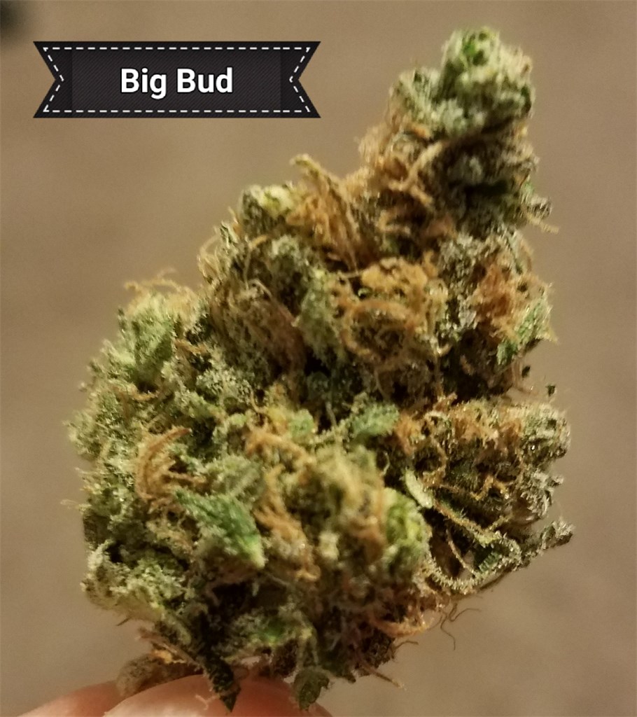 10 Faktoren, die Sie beim Kauf von Big Bud-Cannabissamen.