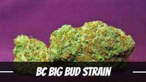 10 Faktoren, die Sie beim Kauf von Big Bud-Cannabissamen.