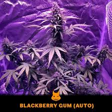 Why Discount Cannabis Seeds is the Best Choice for Auto Blackberry Gum Seeds