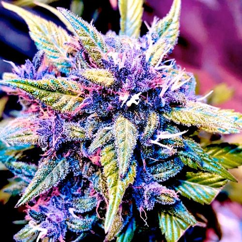 Why Discount Cannabis Seeds is the Best Choice for Auto Blackberry Gum Seeds