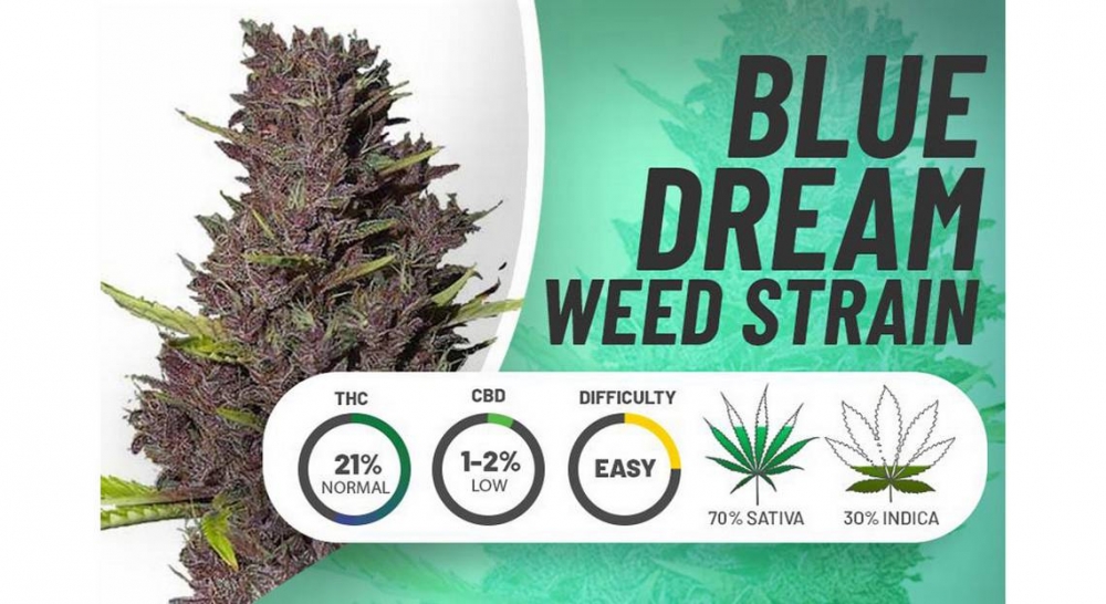 How to Order Blue Dream Cannabis Seeds from Discount Cannabis Seeds.