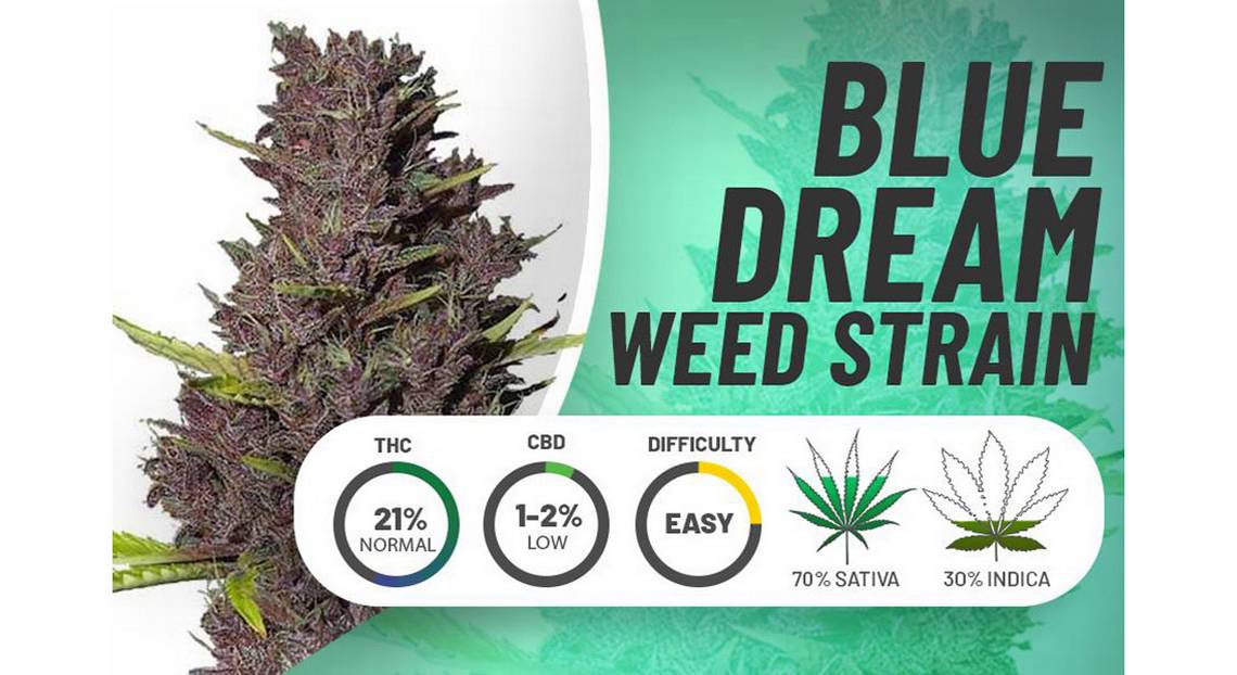 So bestellen Sie Blue Dream-Cannabissamen.