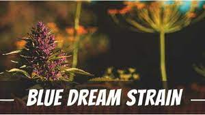 A Guide to Choosing the Perfect Blue Dream Cannabis Seeds.