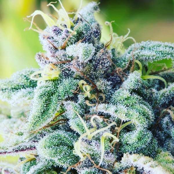 Tips and Tricks for Maximising Potency of Blue Cheese Cannabis Seeds.