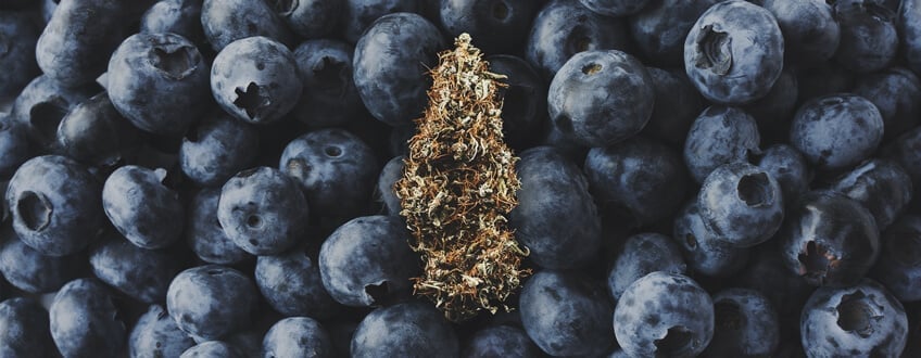 Why Discount Cannabis Seeds is the Choice for Blueberry Seeds.