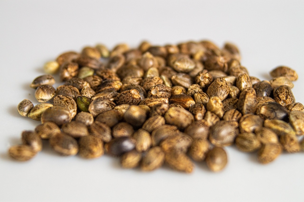 Discover the Benefits of Buying Cannabis Seeds in Bulk.