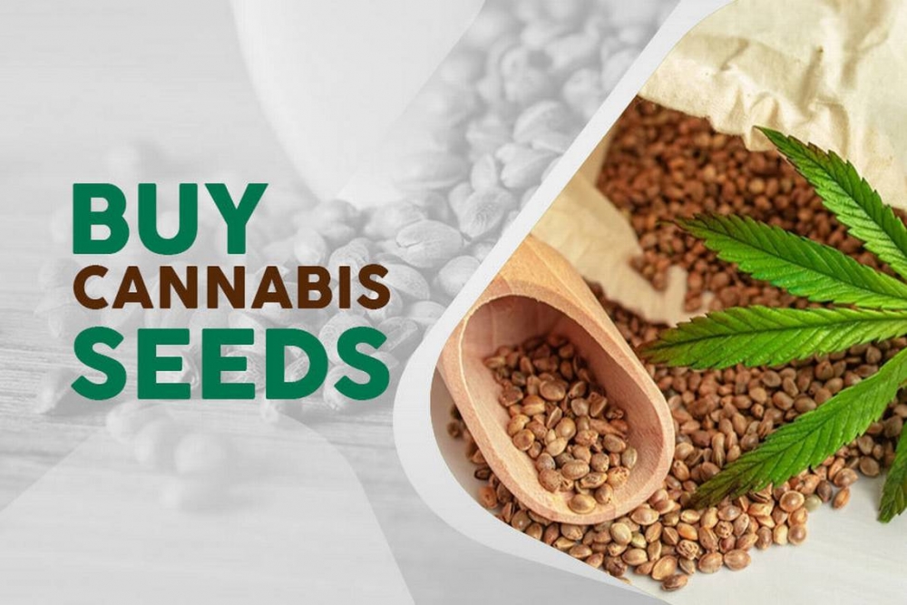 Cannabis Seeds The Future of Discount Cannabis Seeds in 2024