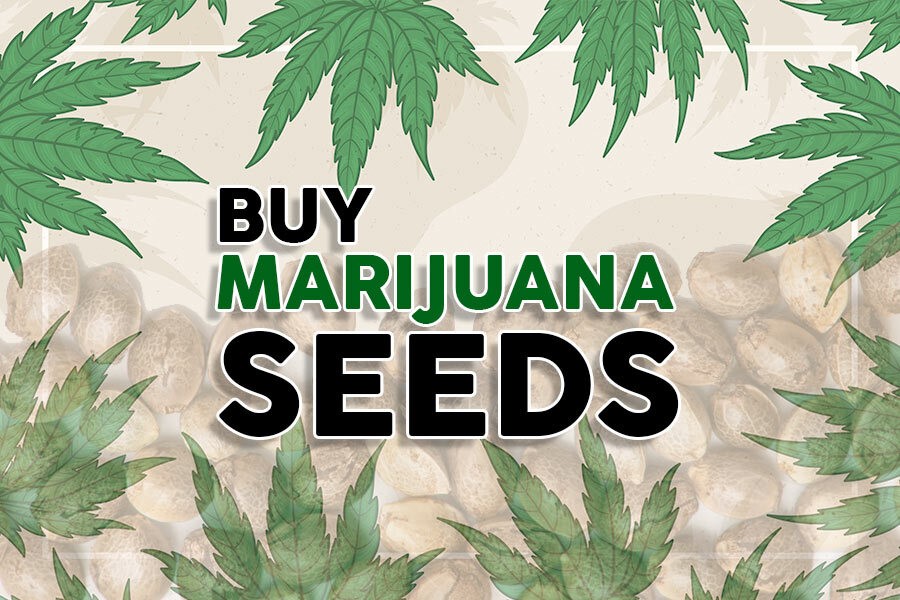 How to Choose the Right UK Cannabis Seeds Bank for Your Growing Needs