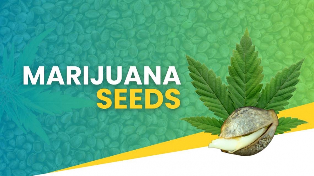 Revitalize Your 2024 Garden with Affordable Cannabis Seeds.