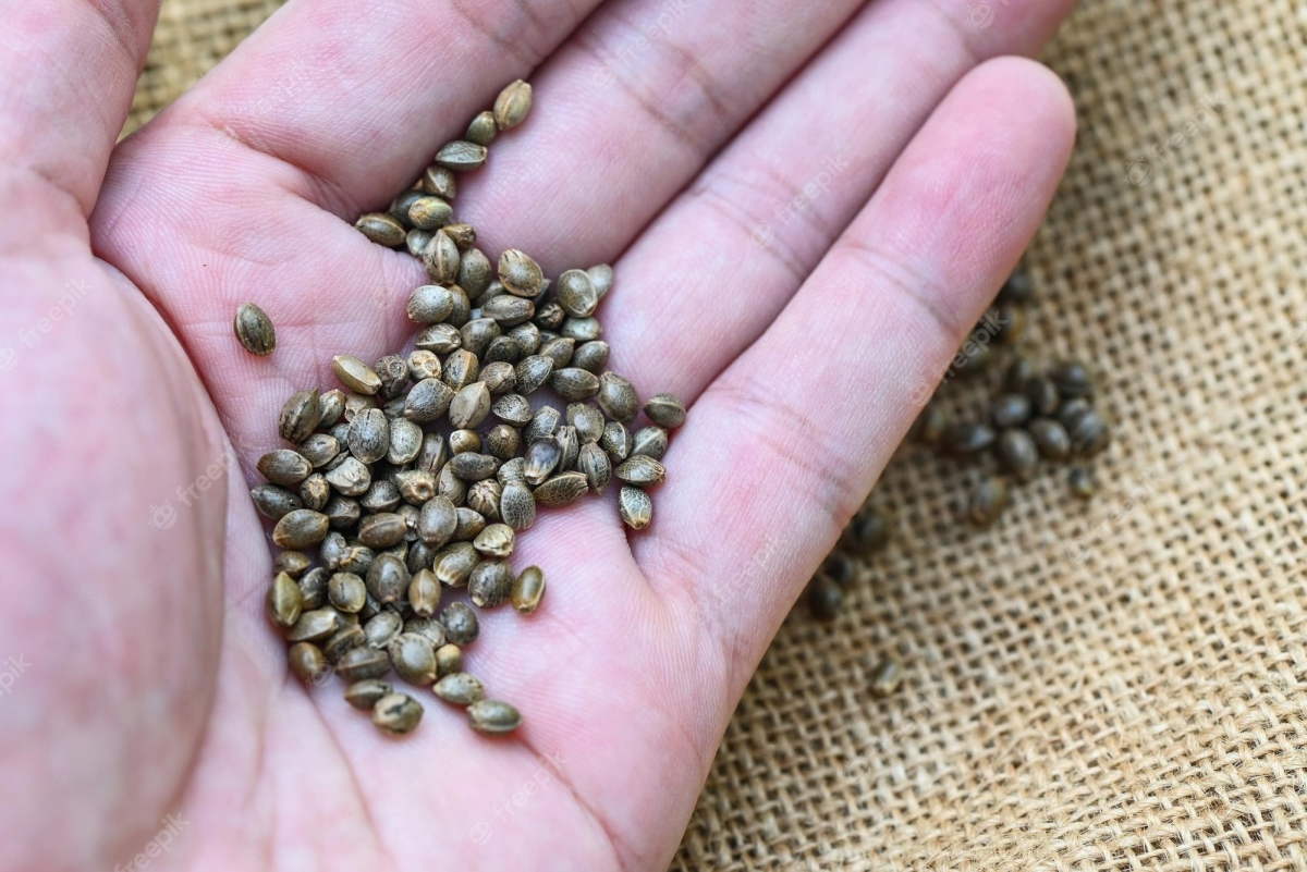 Unlock Incredible Savings with Bulk Seeds Discount Cannabis Seeds