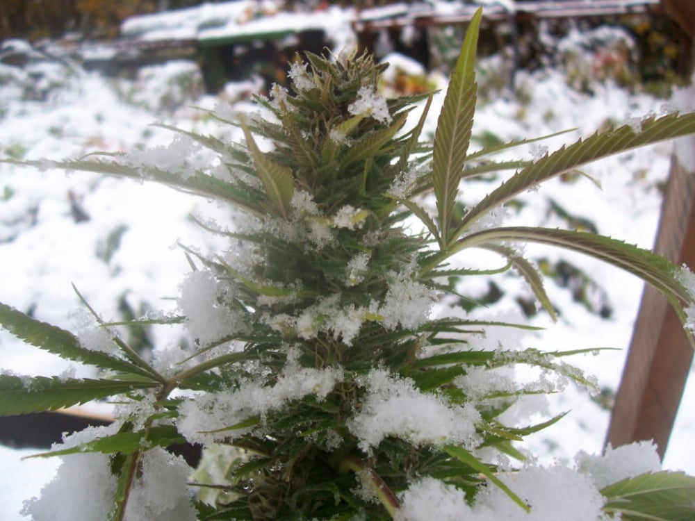 Top Winter Cannabis Seeds Offered by Discount Cannabis Seeds.