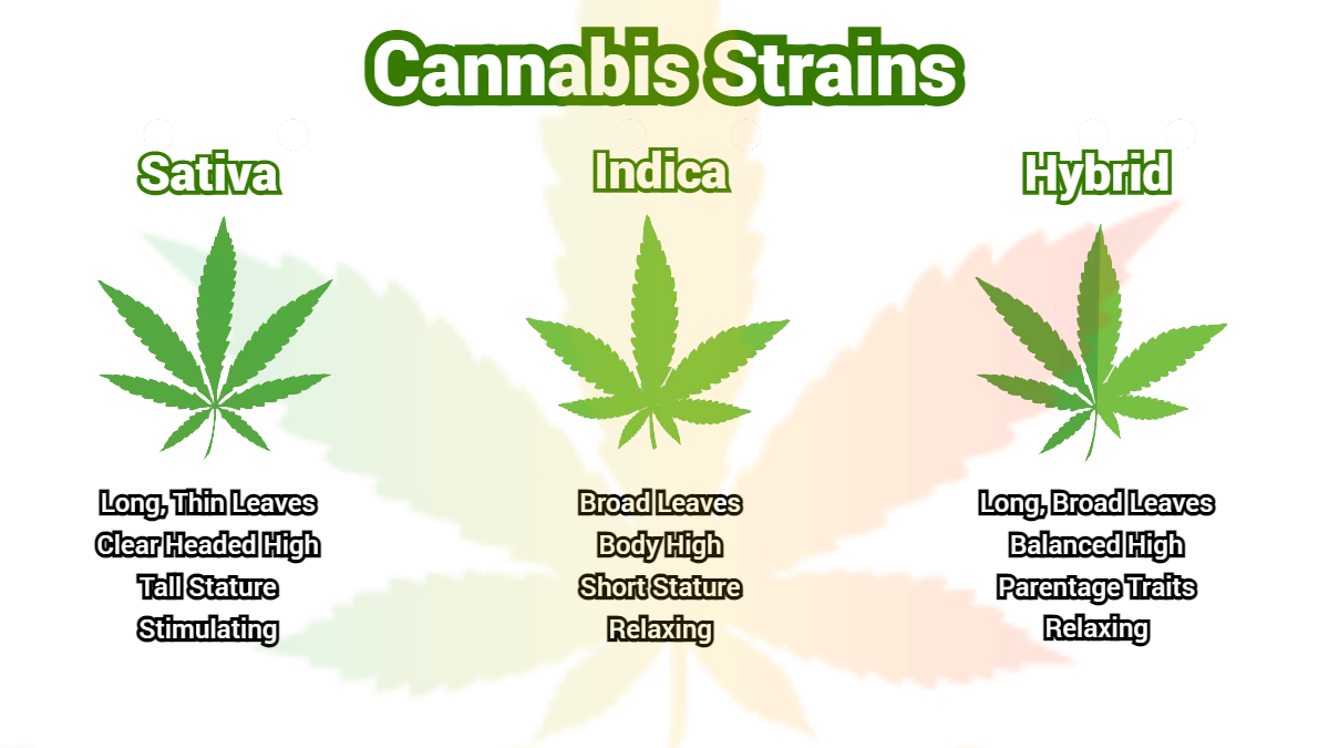 Cannabis Seeds Strains: Exploring the Different Types Available.