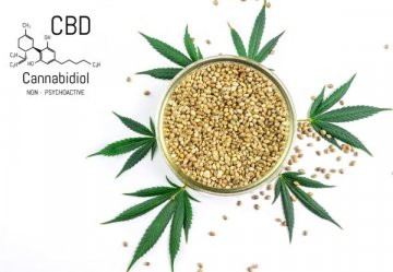 Potency of CBD Cannabis Seeds at Discount Cannabis Seeds.