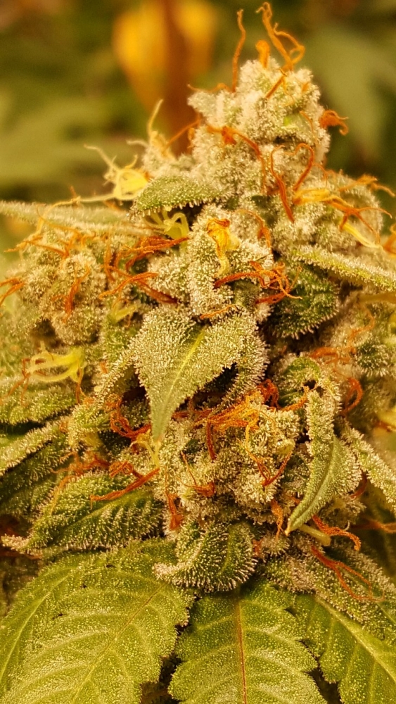 Cream of the Crop: The Top Strains of Cheese Cannabis Seeds.