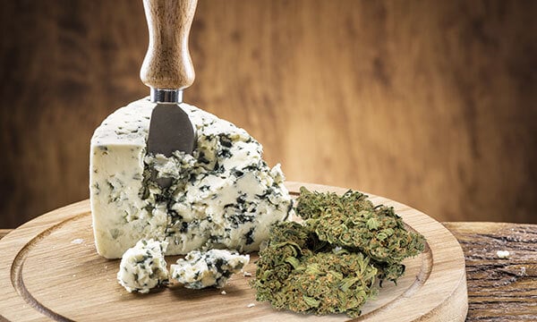 A Guide to Choosing the Best Cheese Cannabis Seeds Strains.