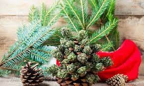 Best Savings This Christmas: Get the Cheapest Cannabis Seeds.