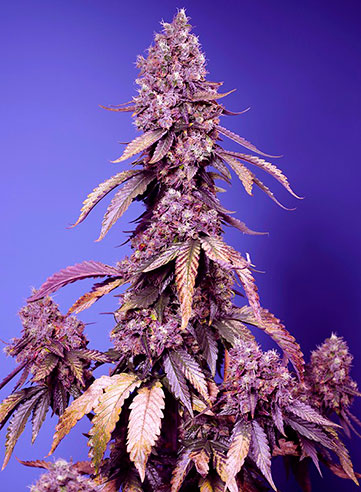 Unveiling the Mystery: What Are Dark Devil Cannabis Seeds?