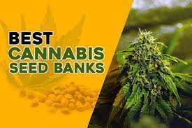 Experience the Best Deals on Discount Seeds at Discount Cannabis Seeds.