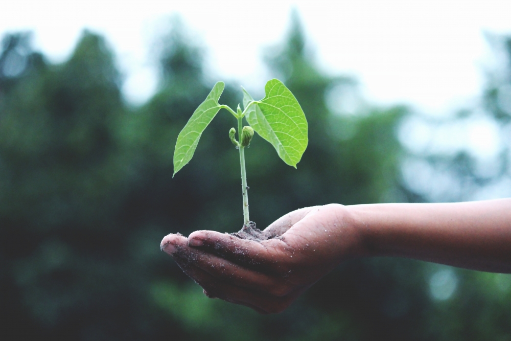  Why Buying Cannabis Seeds in the UK Has Never Been Easier