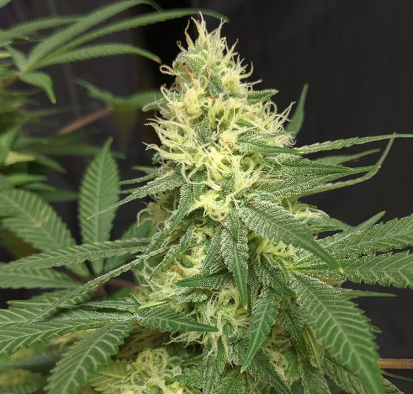 Outdoor Weed Seeds - Discount Cannabis Seeds