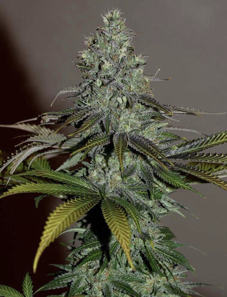 Outdoor Weed Seeds - Discount Cannabis Seeds