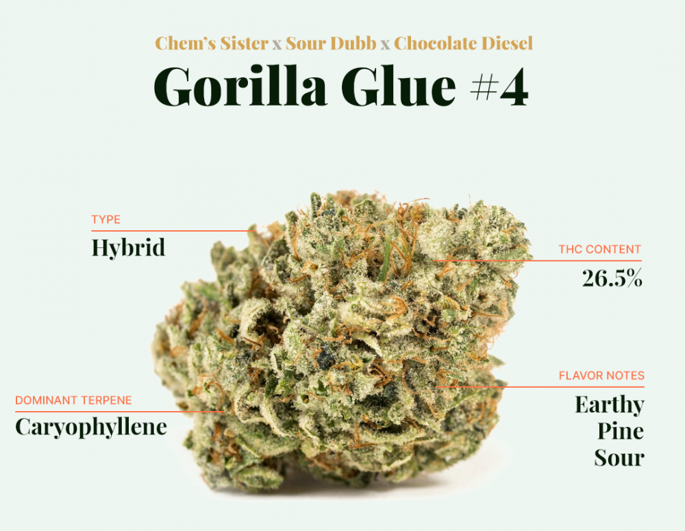 Gorilla Glue Cannabis Seeds at Discount Cannabis Seeds.