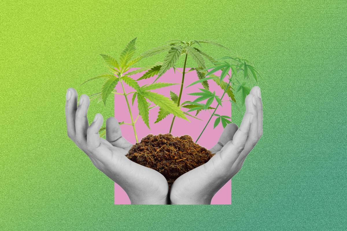 Anbau und Pflege von Cannabissamen: Ideale Sorten für Anfänger.