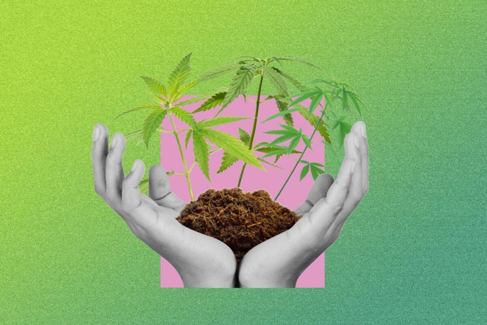 Essential Tips for Selecting Beginner-Friendly Cannabis Seeds Strains.