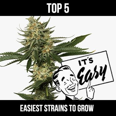 Cannabis Seeds Growing Journey with these Beginner-Friendly Strains,