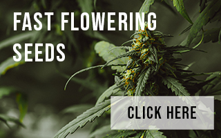 Your Summer Garden with Fast Flowering Cannabis Seeds.