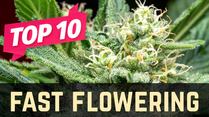 The Best Fast Flowering Cannabis Seeds at Discount Cannabis Seeds