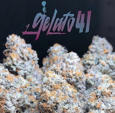 Unbeatable Flavour Of Gelato 41 Cannabis Seeds from Discount Cannabis Seeds.