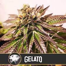 Bemerkenswerte Vorteile beim Kauf von Gelato 41-Cannabissamen.