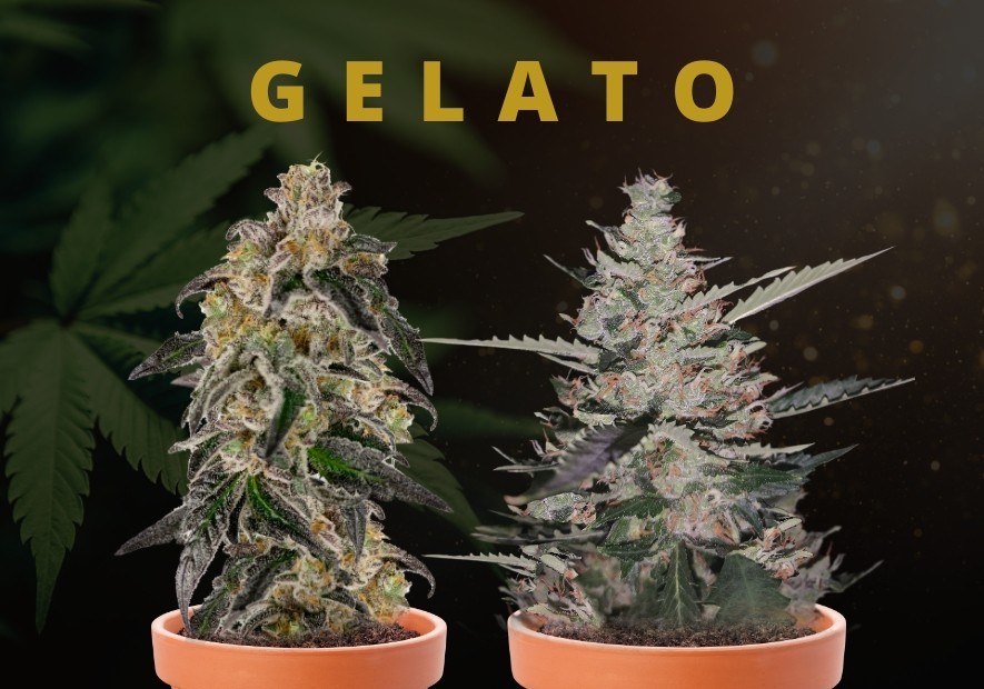 Discover the Cream of the Crop: Top Gelato Cannabis Seeds Strains.