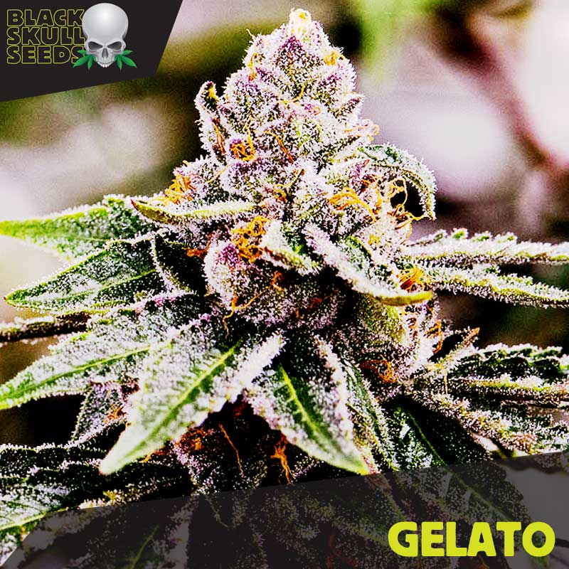 Discover the Cream of the Crop: Top Gelato Cannabis Seeds Strains.