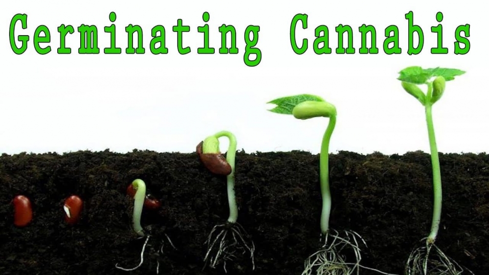 Avoid These Common Mistakes When Germinating Cannabis Seeds.