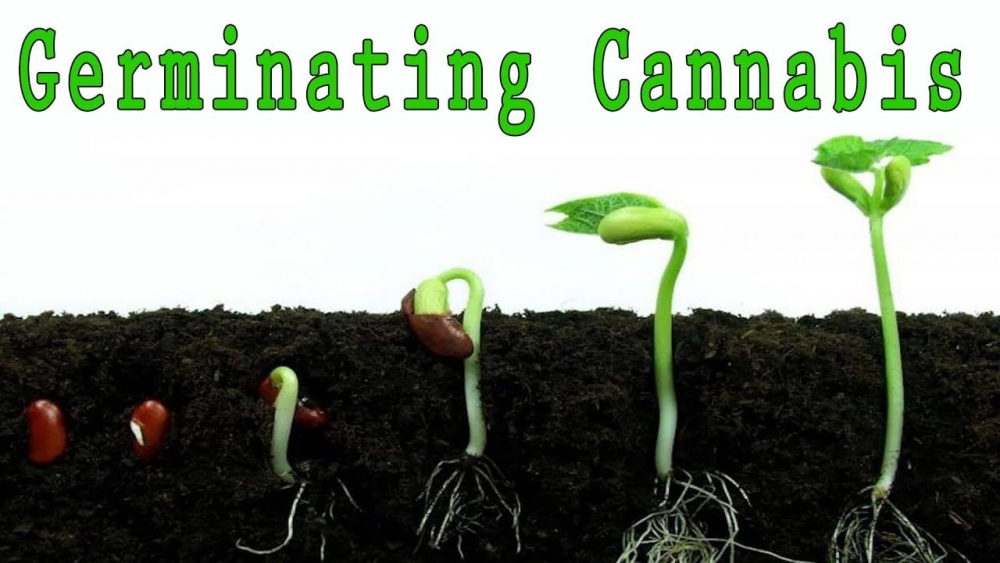 Don't Let These Germination Mistakes Ruin Your Cannabis Seeds.