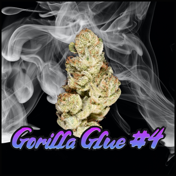 Gorilla Glue Cannabis Seeds at Discount Cannabis Seeds.