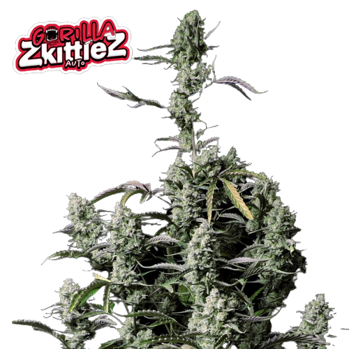 Exploring the Top Zkittlez Cannabis Seeds Strains.