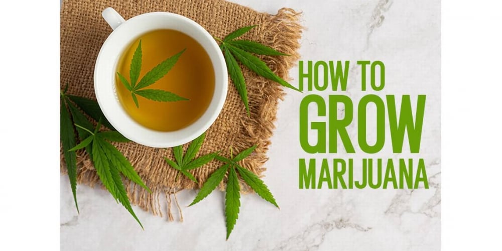 The Ultimate Guide to Selecting Low-Maintenance Cannabis Seeds