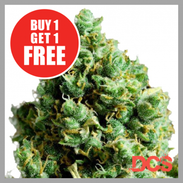 Unlock the Best Deals on Big Bud Cannabis Seeds.