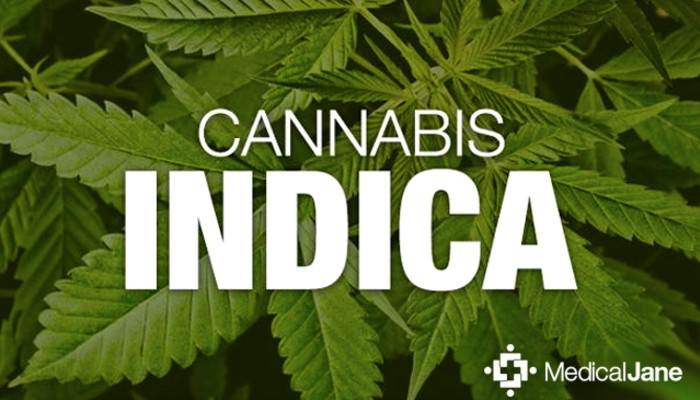 Wide Range of Indica Cannabis Seeds at Discount Cannabis Seeds.