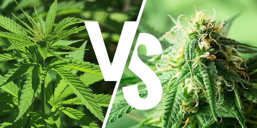 Best Cannabis Seeds Varieties: A Deep Dive into Indica vs Sativa.