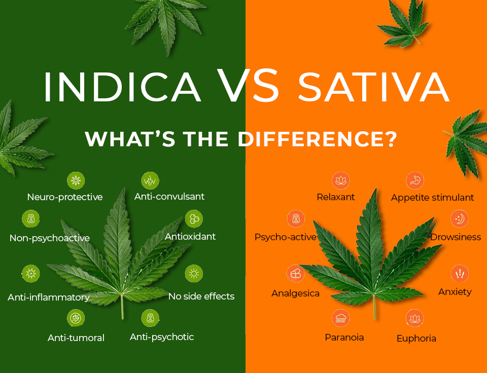 Experience the Best of Both Worlds: Indica to Sativa Cannabis Seeds