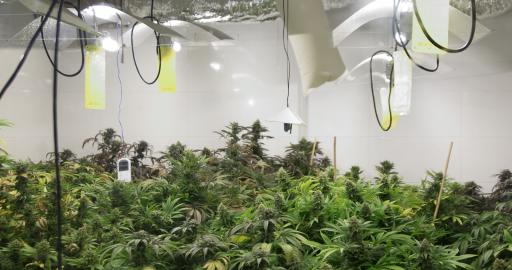 Maximising the Potential of Indoor Cannabis Seeds.