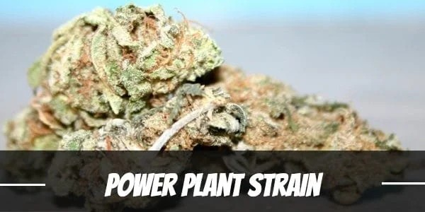 Unlock the Potential of Pure Power Plant Cannabis Seeds.